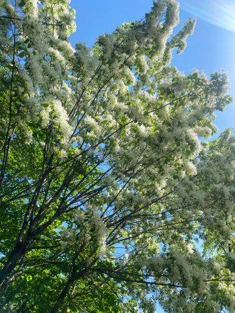 White spring flowers on a background of blue sky. Branches of a blossoming treeの写真素材