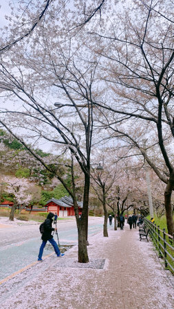 Cherry blossoms in Hachimangu shrine in Kyoto, Japanの写真素材