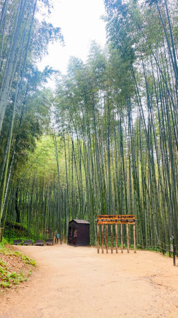 Bamboo forest in Arashiyama, Kyoto, Japan.の写真素材