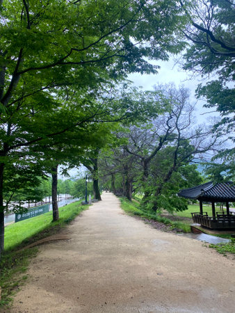 walkway in the park with trees and green grass on the groundの写真素材