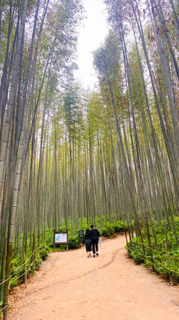 Bamboo forest in Arashiyama, Kyoto, Japan.の写真素材