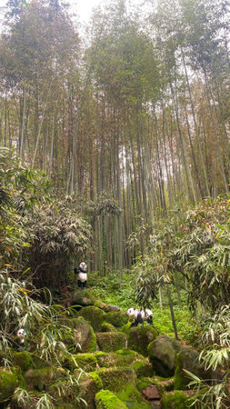 Bamboo grove at Arashiyama, Kyoto, Japanの写真素材