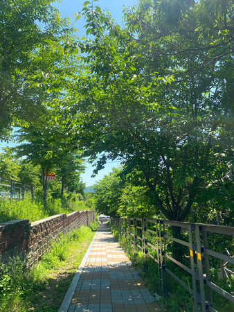 Pathway in the park on a sunny summer day with blue sky