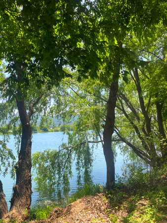 Beautiful summer landscape with a lake and trees on a sunny dayの写真素材
