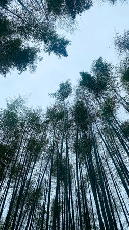 bamboo forest at chiangmai province, Thailand.