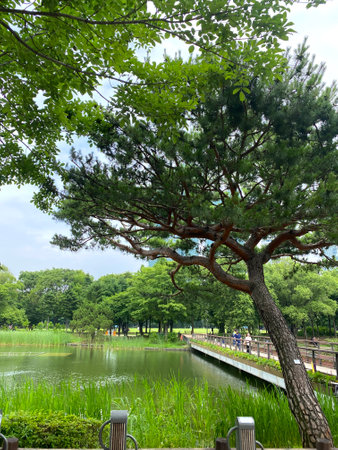 Pine tree and lake in a park in Seoul, South Koreaの写真素材