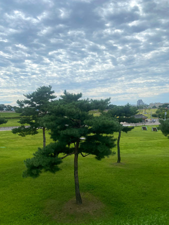 Pine tree in the park. Beautiful landscape of green grass.
