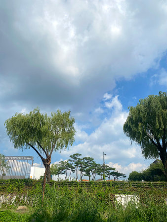 Trees in the park and blue sky with white clouds background.の写真素材