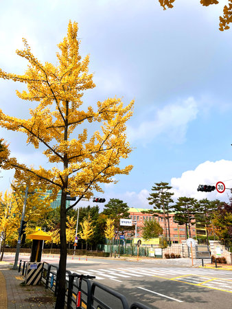 Ginkgo biloba tree in autumn, Osaka, Japan.