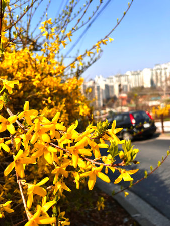 Yellow flowers of Forsythia on the background of the city streetの写真素材