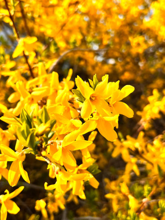 Yellow forsythia flowers in spring season, closeup of photoの写真素材