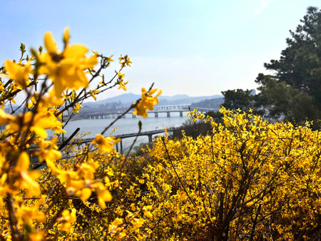 Yellow forsythia flowers in full bloom with golden gate bridge in backgroundの写真素材