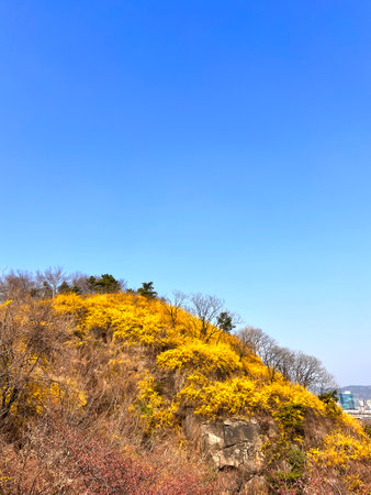 Mountain landscape with yellow flowers under blue sky, closeup of photoの写真素材
