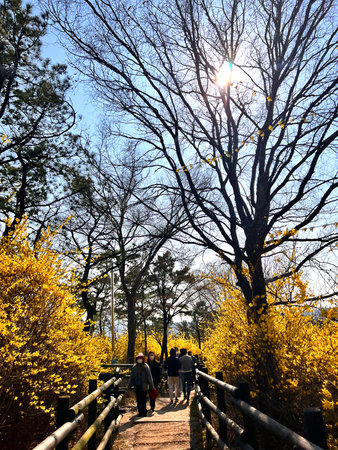 Ginkgo trees in the autumn park, Tokyo, Japan.の写真素材