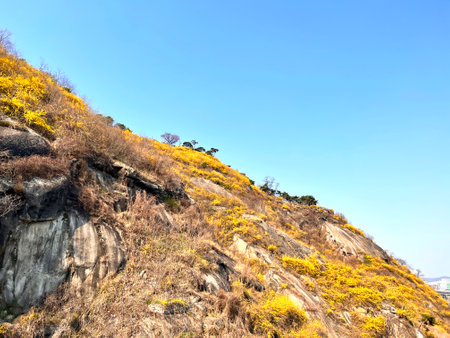 Yellow flowers on a hillside in autumn, closeup of photoの写真素材