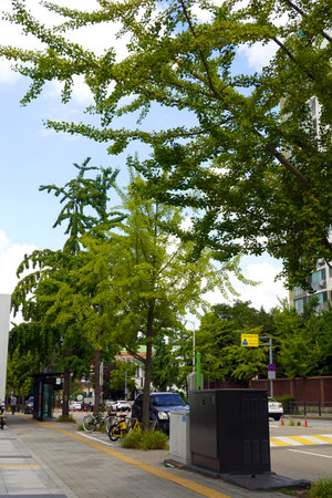 Trees in a row along a street in Seattle, Washington.の写真素材