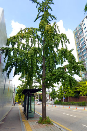 Green tree in the city.