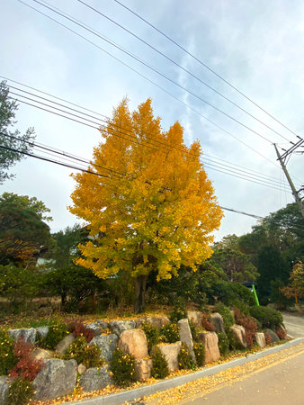 Ginkgo tree in autumn, South Korea. Ginkgo tree in the autumn.