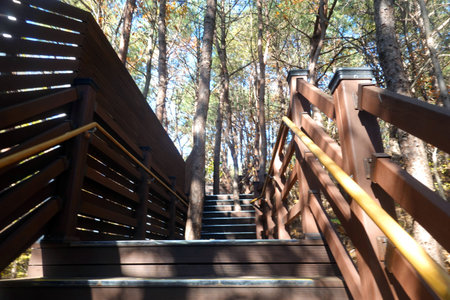 Wooden stairs in a pine forest on a sunny autumn day.