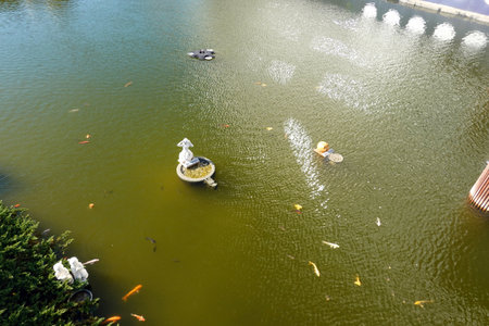 The ducks float in the pond, in the public park of Thailand.の写真素材