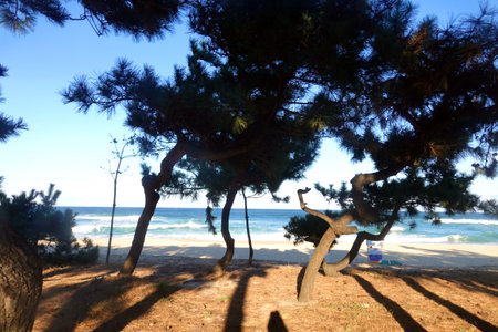 Pine trees on the coast of the Mediterranean Sea in Israel.の写真素材