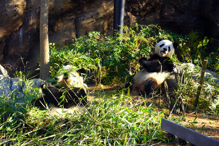 Giant panda in the zoo, Chengdu, China.の写真素材