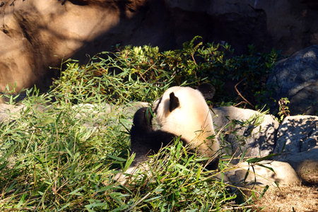 Giant panda in Beijing zoo, China. Pandas are native to Asia.の写真素材