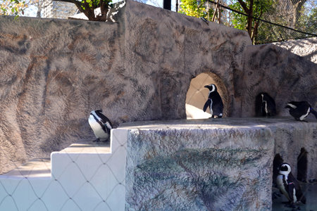 Penguins in the zoo of Santa Cruz de Tenerifeの写真素材