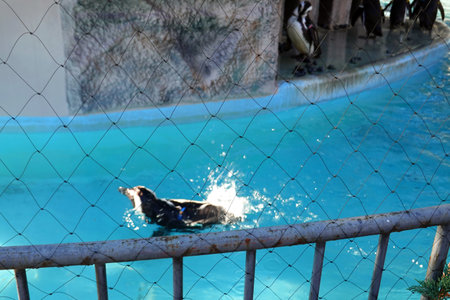 Penguin swimming in the pool. Animal in the zoo.の写真素材