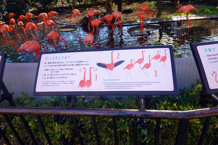 Red flamingo in Kamakura, Japan.の写真素材