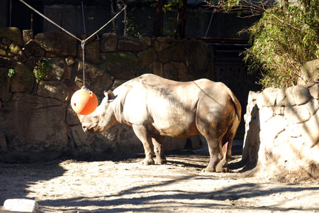 White rhinoceros in the zoo. Animal in the park.の写真素材