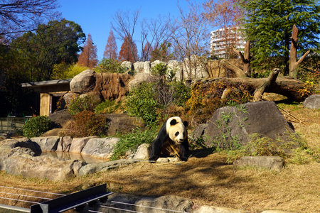 Giant panda sitting on the grass in a park in Tokyoの写真素材