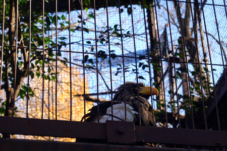 Eagle in a cage at the zoo in Prague, Czech Republicの写真素材