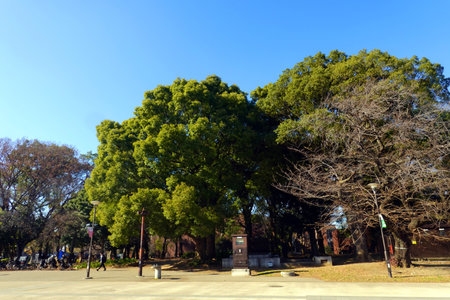 Trees in a park in the city of Tokyo, Japan.の写真素材