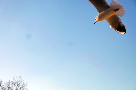 Seagull flying in the blue sky, closeup of photoの写真素材