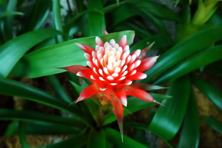 Bromeliad flower in the garden. (Tropical flower)の写真素材