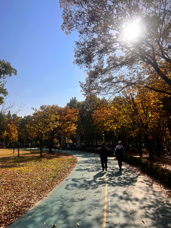 Autumn landscape in the park with trees and blue sky, South Koreaの写真素材