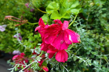 Beautiful pink geranium flowers with green leaves in the garden.