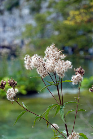 Flowering plant on a background of water in the park.