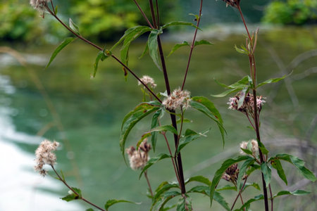 Flowers on the bank of the river. Shallow depth of field.