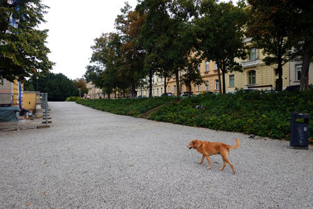 Dog on the streetの写真素材