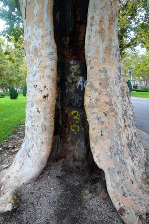 A tree trunk in a park.の写真素材