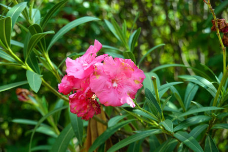 Pink oleander flowers in the garden with green leaves background.