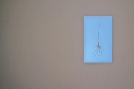 The picture was taken in a museum. The picture shows the roots of the plant.の写真素材