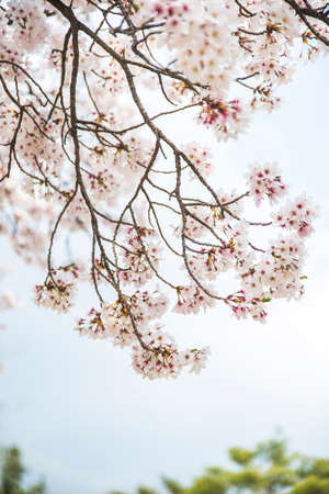 Impressively beautiful cherry blossom sakura in Asia. Spring image.の写真素材