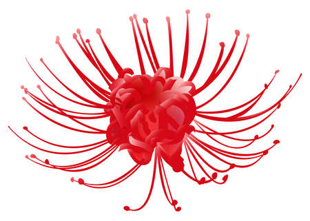 Hand drawn red spider lily 3d isolated on white background.のイラスト素材