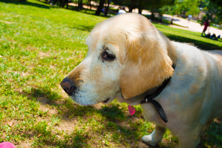 Golden puppy in the park. Heart leash