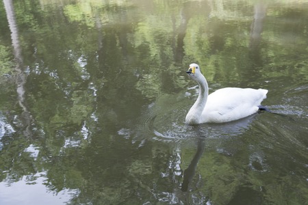 White angels of Atatürk arboretum lake.Sar?yer-?stanbulの写真素材