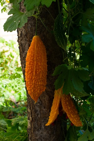 "Momordica charantia": plant species used as food and medicine in tropical climate regions. The most used natural product in the pharmaceutical industryの写真素材