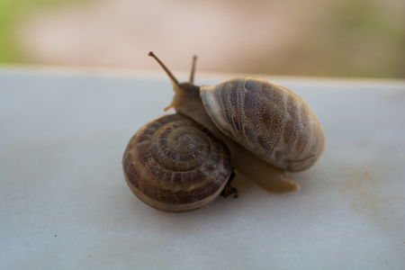 snail trying to escape from stone. close-upの写真素材